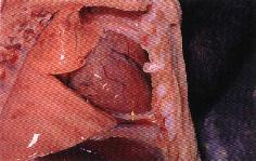 圖3：哺乳仔豬心囊液增加，可見白色虎斑狀條紋。（箭頭）肺不塌陷。 