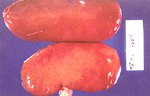 圖2：5 週齡 SPF 豬，人工感染野外分離豬瘟病毒（S94-4）第 11 天，豬隻臨床上皆屬正常，剖檢可見腎臟呈散發性點狀出血。