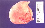 圖1：SPF 豬感染野外豬瘟病毒（S59）第 11 天，膀胱粘膜散發針點狀小出血點。