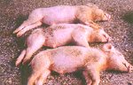 圖1：患豬呈背毛粗剛及眼分泌物增加等症狀。