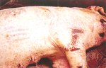圖1：病死母豬體表皮膚密發出血斑。