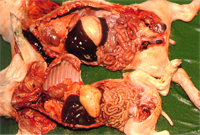 圖1:剖檢腹腔可見腸管出血及肥厚。