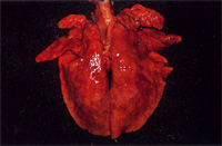 圖1：肺臟不塌陷，潮紅濕重，心葉、尖葉成暗紅色肝樣病變。