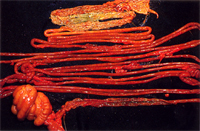 圖2：腸管剪開可見十二指腸輕微出血，空腸、迴腸則全面充出血。