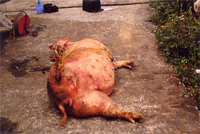 圖1:罹病母豬腹部膨脹。