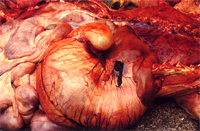 圖2:胃扭轉處因血管破裂形成凝血塊。胃壁血管受阻而怒張,內充滿飼料及水。