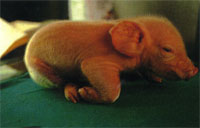 圖1：新生仔豬雙側前肢橈、尺骨處腫大硬實，無法站立；以肘關節、腕關節著地。