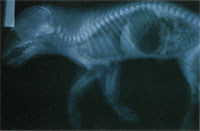 圖2：放射線學檢查，前肢橈、尺骨密度略有增加，骨膜外結締組織增厚。