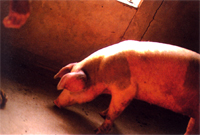 圖1：發病豬隻外觀發育良好，雙側耳朵紫紺。