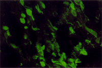 圖7：以病豬之腦做冷凍切片，染PR之FA，結果可見質內與核內皆有陽性的螢光反應。