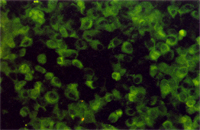 圖8：以腦組織臟器乳劑接種PK-15細胞，2~3天後染HC之FA，可見質內特異螢光。