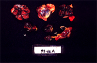 圖4：全身淋巴結腫大呈暗紅色。