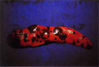 圖3：腎臟正常組織與腫瘤組織間之出血帶。