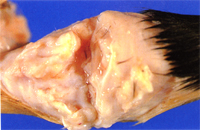 圖1:發病母羊關節病變,切開後可見許多清澈透明之關節液存於腫脹之關節腔中。