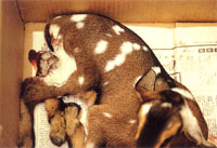 圖1：二日齡仔羊臨床上排血便，精神沈鬱、哀鳴。