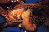 圖2：剖檢病羊可見第四胃漿膜面出血斑，腸管後段出血。 