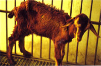 圖2：病羊臨床上呈現削瘦，被毛粗剛且長。