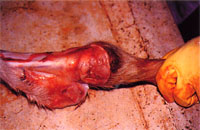 圖1:前肢腕關節腫大,周圍結締織明顯增生,並可見其呈較潮紅、充出血之病灶。