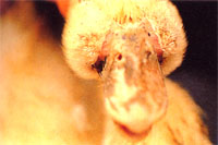 圖1：鴨體。罹病鴨之眼窩下竇呈嚴重腫大, 如同雞隻感染CCRD般。