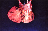 圖3：發病雞之雞冠及肉垂佈滿多數暗紅色痘瘡。