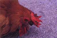 圖1：患雞之雞冠、眼瞼及肉垂等處皆可見0.2至0.5cm大小不一之痘樣病變。