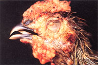 圖1：病死雞之頭部外觀, 可見多發黃白色結節於頭頸部及雞冠。