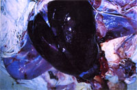 圖1：肝臟腫大， 肝臟幾乎佔滿整個體腔。