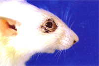 圖1：黴漿菌症，SD大鼠。眼周圍可見明顯紫黑色分泌物。