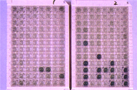 圖2：黴漿菌症，酵素免疫吸附法(ELISA)黴漿菌抗體呈綠色陽性反應。