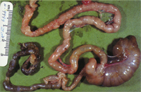 圖1:食鼠的典型慢性腸炎－增生性迴腸炎(連接盲腸的腸道，位在本圖下方部分即為迴腸與空腸)。