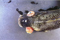 圖1：病魚眼球凸出，角膜混濁。