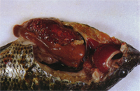 圖2：剖檢可見脾、肝和胃腸道黏連成團塊，且有多發黃白色結節。