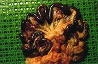 圖1： 感染CPV之病犬，自漿膜面即可見小腸呈暗紅色的情形。