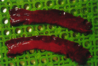 圖2： 將腸道剪開，可見粘膜極度潮紅。