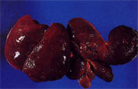 3. 肺：濕重潮紅，表面散發紅白相間之大理石花紋樣結構。 