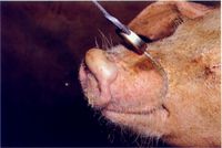 圖1：母豬鼻鏡可見明顯大水泡。