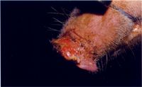 圖2：母豬鼻鏡部水泡破裂可見糜爛破潰樣病灶。