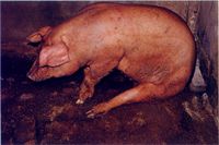圖3：肉豬蹄部疼痛呈犬坐姿。