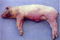 圖1：豬隻外觀可見四肢末端，腹部及耳翼呈發紺潮紅，流鼻血現象。