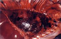圖1：肺廣泛局限性充血、鬱血、出血、水腫、氣腫，並有纖維素附著
