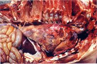 圖2：肺臟之肋膜面及肋膜均可見黃白色纖維素滲出物覆著及大區域出血性肺炎病灶，此外，胸腔內亦見紅色胸水。