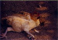 圖1： 病雞可見單腳或雙腳麻痺，導致病雞兩腳呈前後伸直狀。