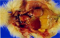 圖2：肝臟明顯充出血，呈黃色及腫大。