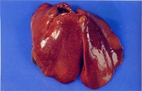 圖2：肝臟密發白色壞死點。