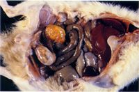 圖1： F344/N 雄鼠， 23 月齡，剖檢可見睪丸雙側性腫大，呈橘黃色，內有實質結節。