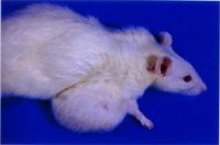 圖1：大鼠肩胛下出現一腫瘤，非常大。