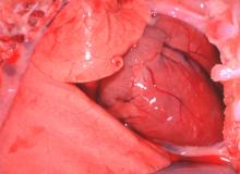 圖1：猝死仔豬之典型虎斑心病變。