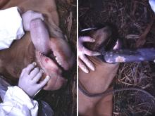 圖3：A：上牙齦有一潰瘍灶。3B：舌後緣有一潰瘍灶。