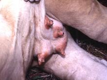 圖2：乳頭有結痂樣病灶。