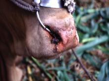 圖1：病牛可見流涎，鼻腔有血液及分泌物之混合團塊。